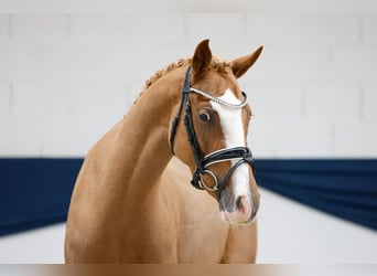 Poney de selle allemand, Jument, 3 Ans, 147 cm, Alezan