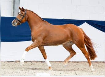 Poney de selle allemand, Jument, 3 Ans, 147 cm, Alezan