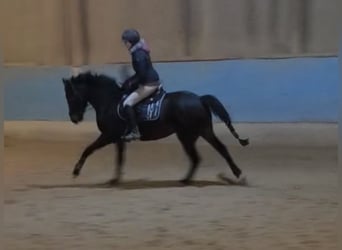 Poney de selle allemand, Jument, 3 Ans, 147 cm, Bai brun