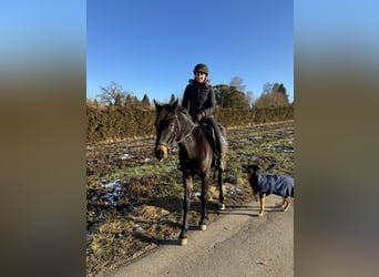 Poney de selle allemand, Jument, 3 Ans, 147 cm, Bai brun