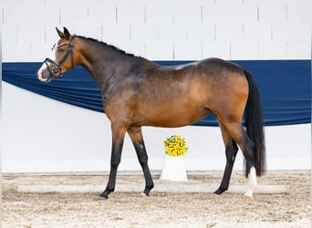 Poney de selle allemand, Jument, 3 Ans, 147 cm, Bai