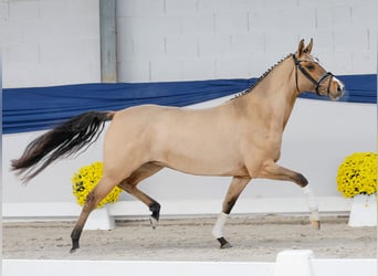 Poney de selle allemand, Jument, 3 Ans, 147 cm, Isabelle