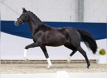 Poney de selle allemand, Jument, 3 Ans, 147 cm, Noir