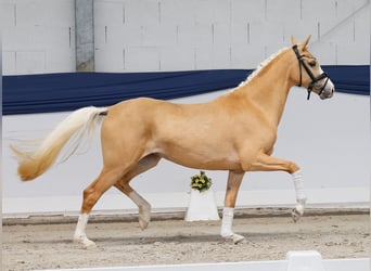 Poney de selle allemand, Jument, 3 Ans, 147 cm, Palomino