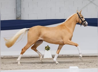 Poney de selle allemand, Jument, 3 Ans, 147 cm, Palomino