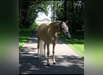 Poney de selle allemand, Jument, 3 Ans, 147 cm, Palomino