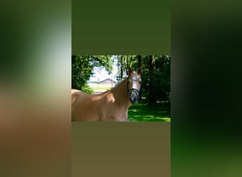 Poney de selle allemand, Jument, 3 Ans, 147 cm, Palomino