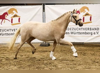 Poney de selle allemand, Jument, 3 Ans, 147 cm, Palomino