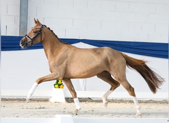 Poney de selle allemand, Jument, 3 Ans, 148 cm, Alezan brûlé