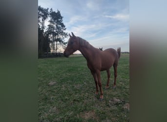 Poney de selle allemand, Jument, 3 Ans, 148 cm, Alezan cuivré