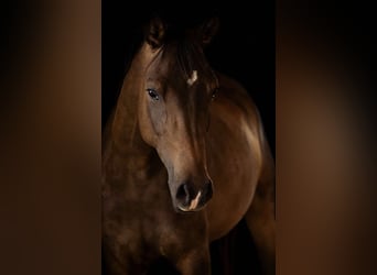 Poney de selle allemand, Jument, 3 Ans, 148 cm, Bai