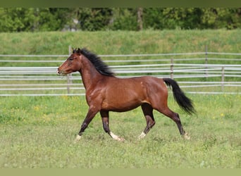 Poney de selle allemand Croisé, Jument, 3 Ans, 148 cm, Bai