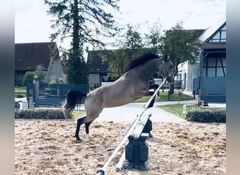 Poney de selle allemand, Jument, 3 Ans, 148 cm, Buckskin