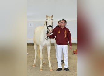 Poney de selle allemand, Jument, 3 Ans, 148 cm, Cremello