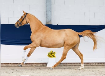 Poney de selle allemand, Jument, 3 Ans, 148 cm, Dunalino