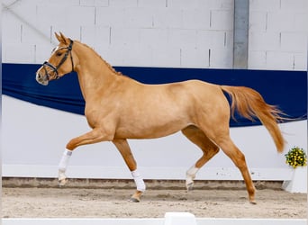 Poney de selle allemand, Jument, 3 Ans, 148 cm, Dunalino