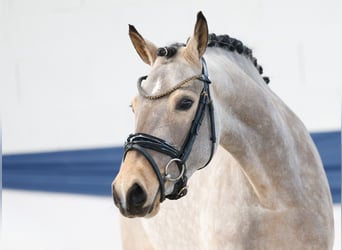 Poney de selle allemand, Jument, 3 Ans, 148 cm, Isabelle