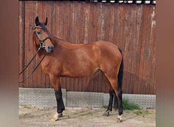 Poney de selle allemand, Jument, 3 Ans, 149 cm, Bai