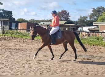 Poney de selle allemand, Jument, 3 Ans, 149 cm, Bai