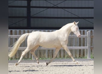 Poney de selle allemand, Jument, 3 Ans, 149 cm, Cremello