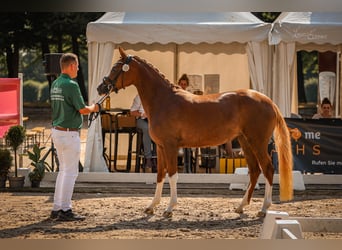 Poney de selle allemand, Jument, 3 Ans, 150 cm, Alezan brûlé