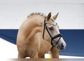 Poney de selle allemand, Jument, 3 Ans, 151 cm, Palomino