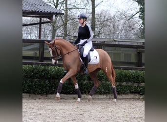 Poney de selle allemand, Jument, 3 Ans, 152 cm, Alezan