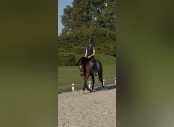 Poney de selle allemand, Jument, 3 Ans, 152 cm, Buckskin