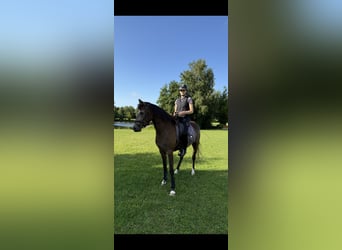 Poney de selle allemand, Jument, 3 Ans, 152 cm, Buckskin