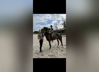 Poney de selle allemand, Jument, 3 Ans, 152 cm, Buckskin