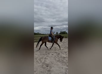 Poney de selle allemand, Jument, 3 Ans, 152 cm, Buckskin