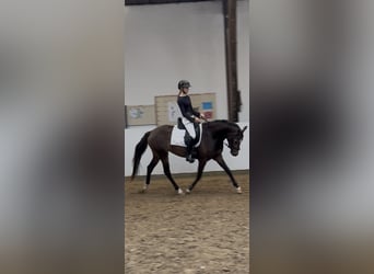 Poney de selle allemand, Jument, 3 Ans, 152 cm, Buckskin