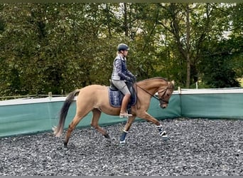 Poney de selle allemand, Jument, 3 Ans, 152 cm, Isabelle Poney de selle allemand, Jument, 3 Ans, 152 cm, Isabelle