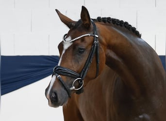 Poney de selle allemand, Jument, 3 Ans, 153 cm, Bai