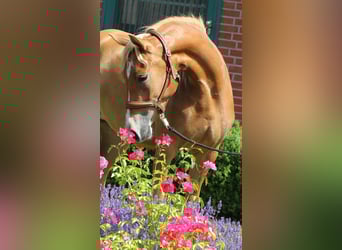 Poney de selle allemand, Jument, 3 Ans, 154 cm, Palomino
