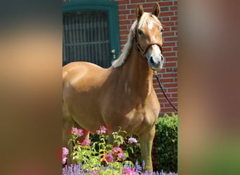 Poney de selle allemand, Jument, 3 Ans, 154 cm, Palomino