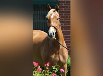 Poney de selle allemand, Jument, 3 Ans, 154 cm, Palomino
