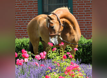 Poney de selle allemand, Jument, 3 Ans, 154 cm, Palomino