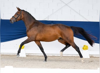 Poney de selle allemand, Jument, 3 Ans, 156 cm, Bai