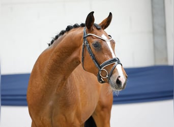 Poney de selle allemand, Jument, 3 Ans, 157 cm, Bai