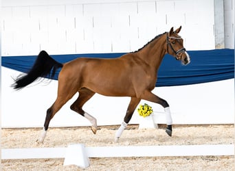 Poney de selle allemand, Jument, 3 Ans, 161 cm, Bai