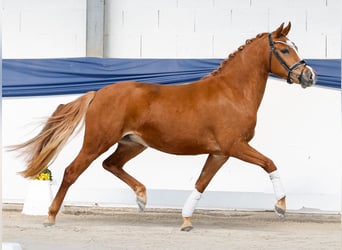 Poney de selle allemand, Jument, 3 Ans, Alezan