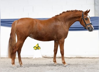 Poney de selle allemand, Jument, 3 Ans, Alezan