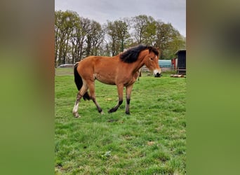Poney de selle allemand, Jument, 3 Ans