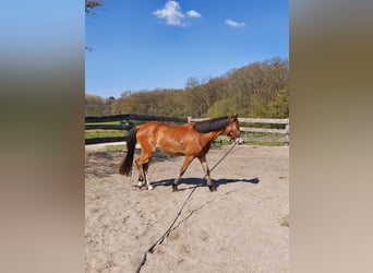 Poney de selle allemand, Jument, 3 Ans