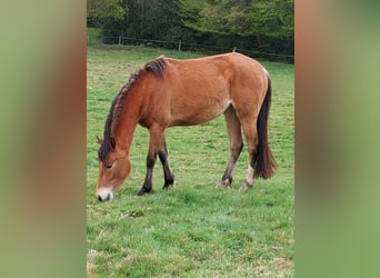 Poney de selle allemand, Jument, 3 Ans