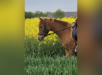 Poney de selle allemand, Jument, 4 Ans, 135 cm, Alezan