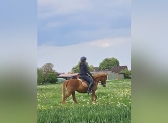 Poney de selle allemand, Jument, 4 Ans, 135 cm, Alezan
