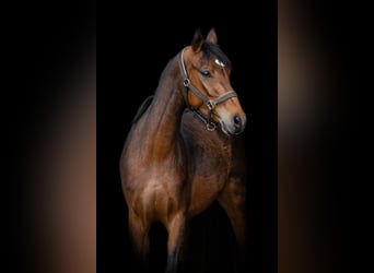 Poney de selle allemand, Jument, 4 Ans, 135 cm, Bai