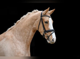 Poney de selle allemand, Jument, 4 Ans, 137 cm, Palomino
